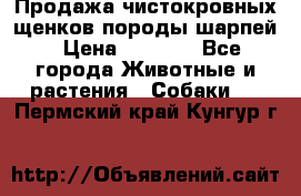 Продажа чистокровных щенков породы шарпей › Цена ­ 8 000 - Все города Животные и растения » Собаки   . Пермский край,Кунгур г.